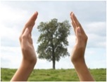 Hand Framed Tree